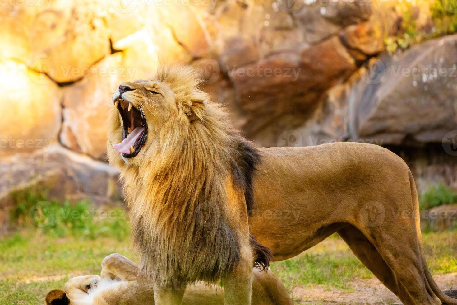 Pair adult Lions playing in zoological garden photo
