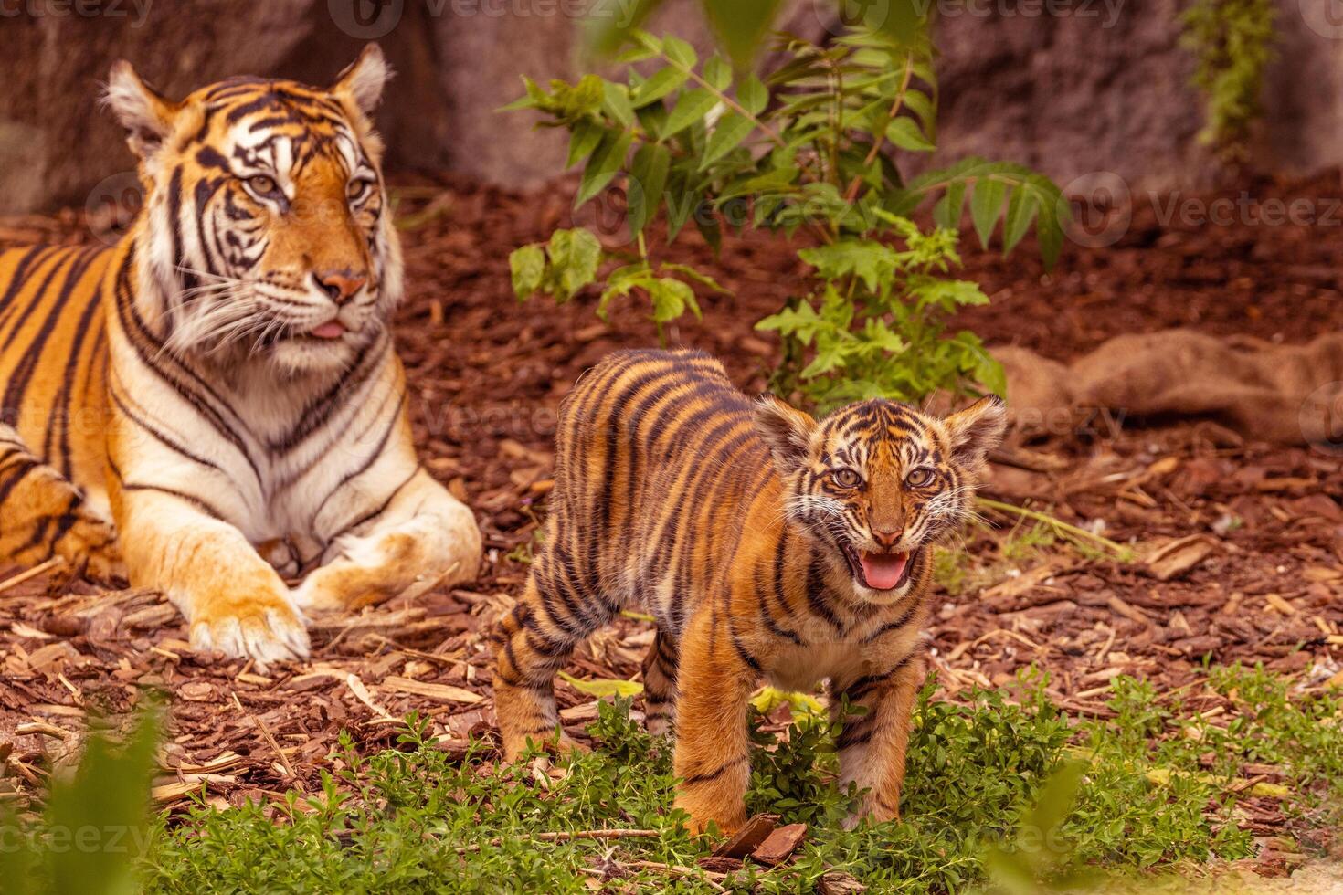 Tiger cubs playing with his mother,sumatra tiger Panthera tigris photo
