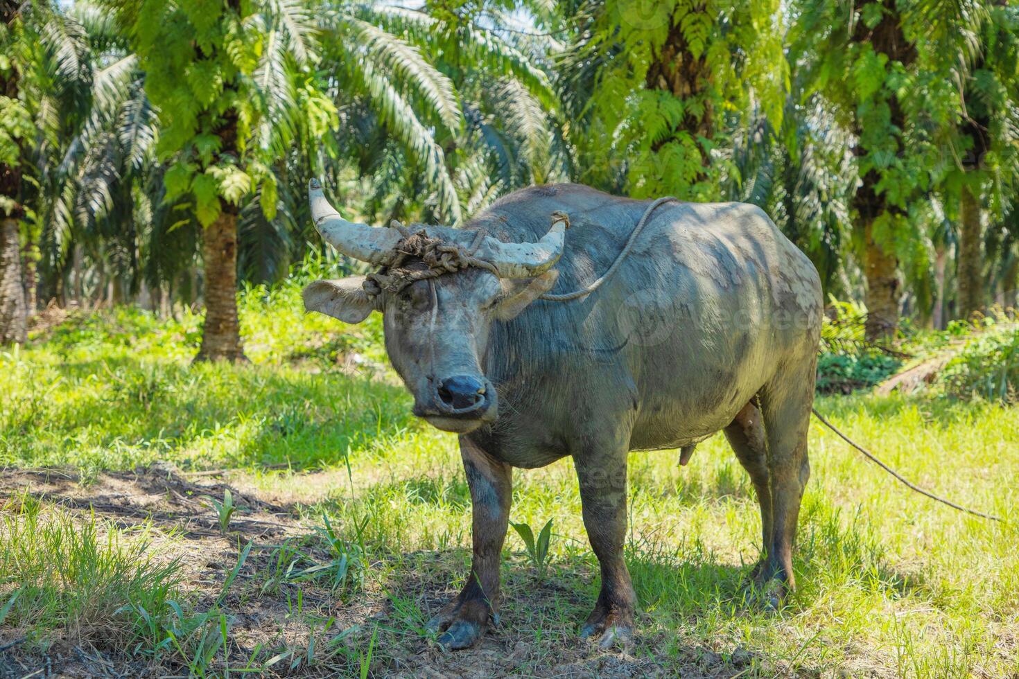 An Asian small gray mule grazes in a palm grove. Palm oil industry photo