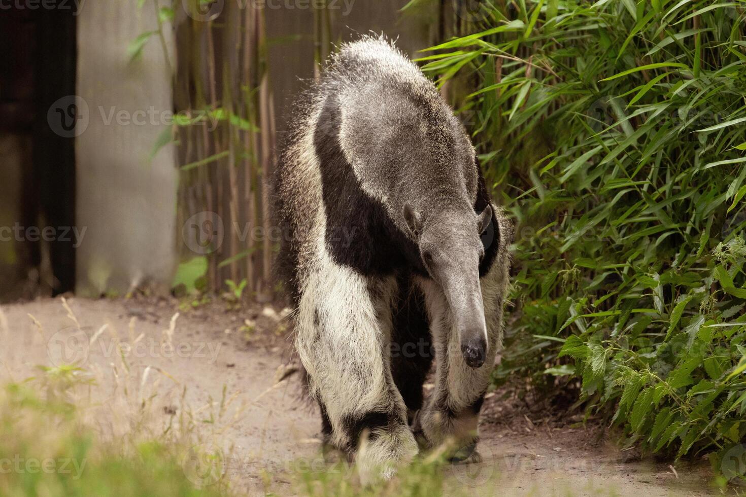 Giant anteater cute animal from Brazil. photo