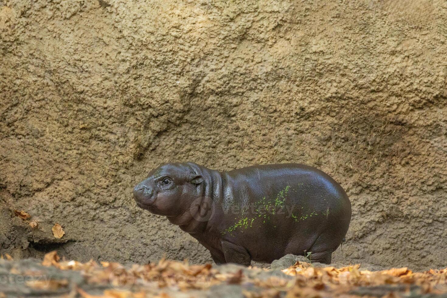 Pygmy hippopotamus Choeropsis liberiensis photo