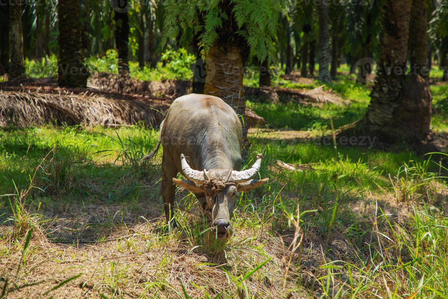 An Asian small gray mule grazes in a palm grove. Palm oil industry photo