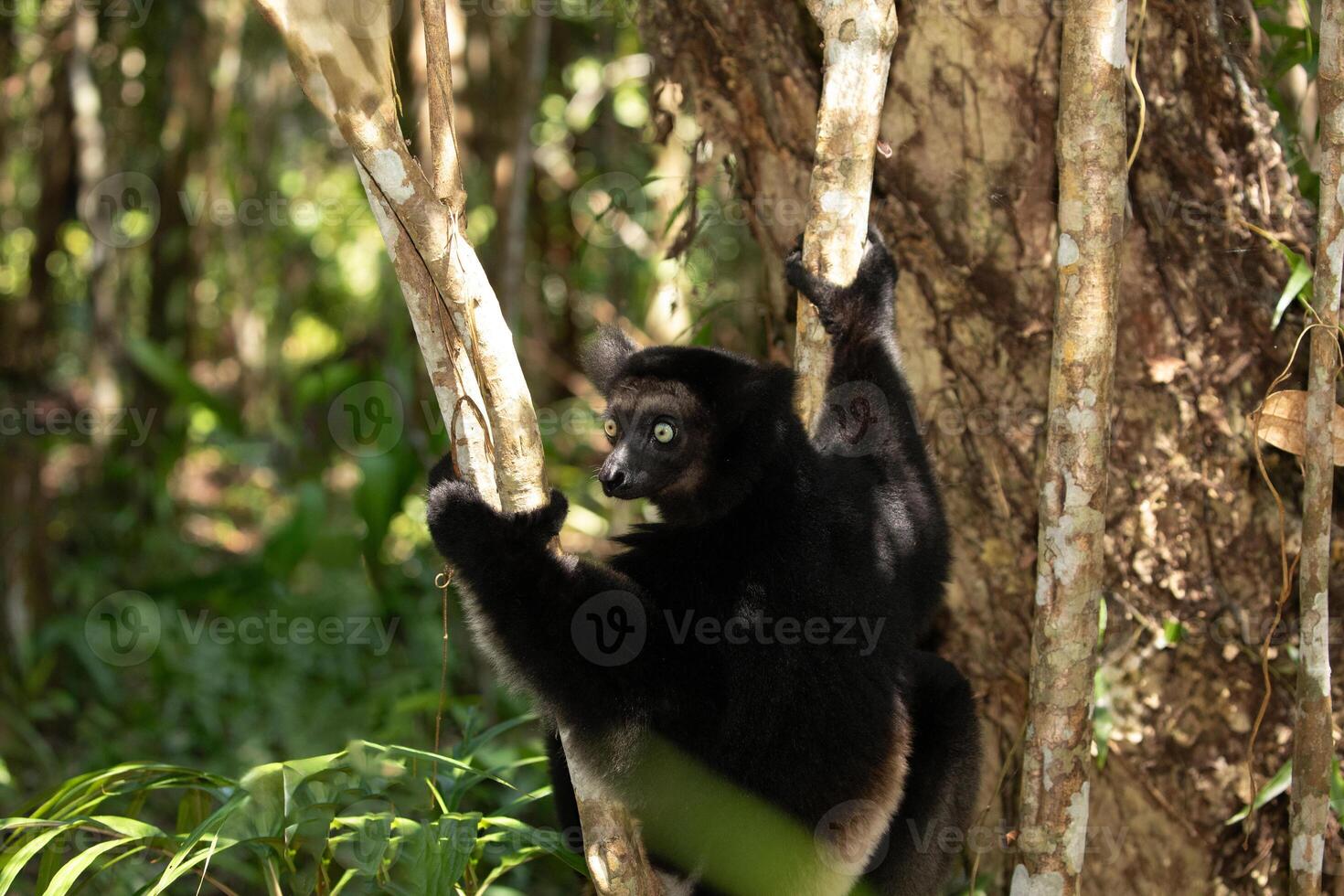 Lemur Indri indri, babakoto largest lemur from Madagascar photo
