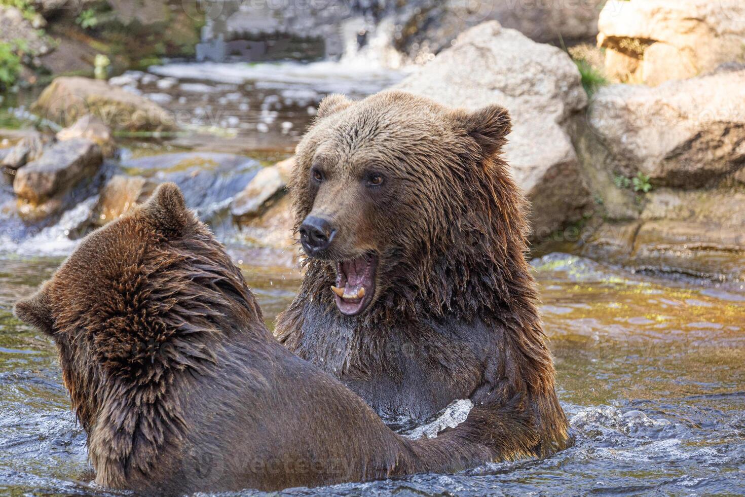 two Wild brown bear ,ursus arctos playing in water photo