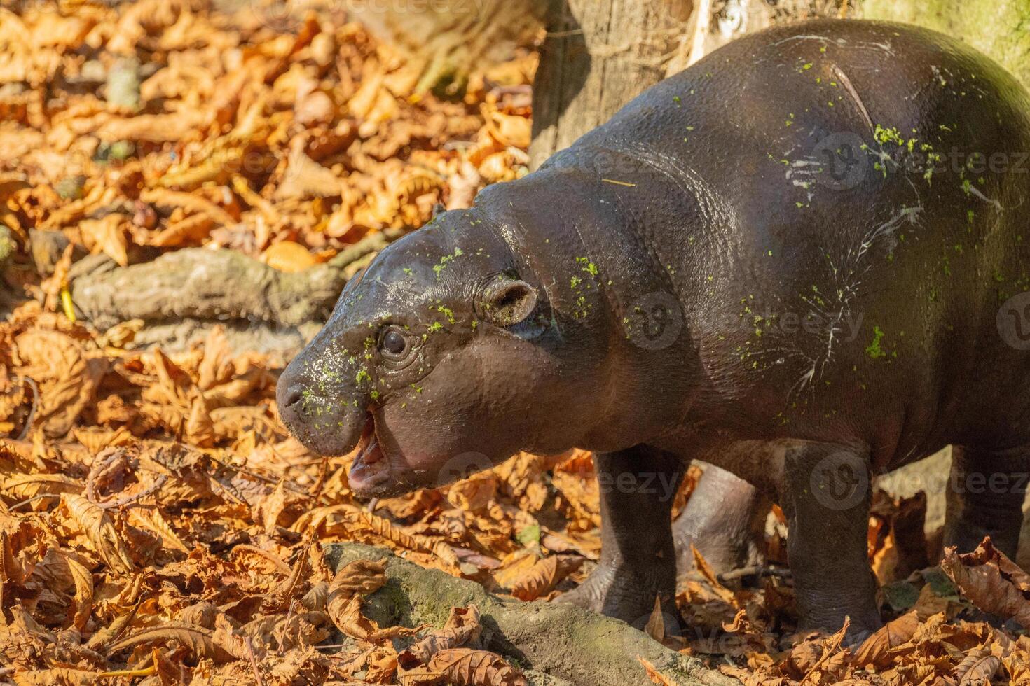 Pygmy hippopotamus Choeropsis liberiensis with mother photo