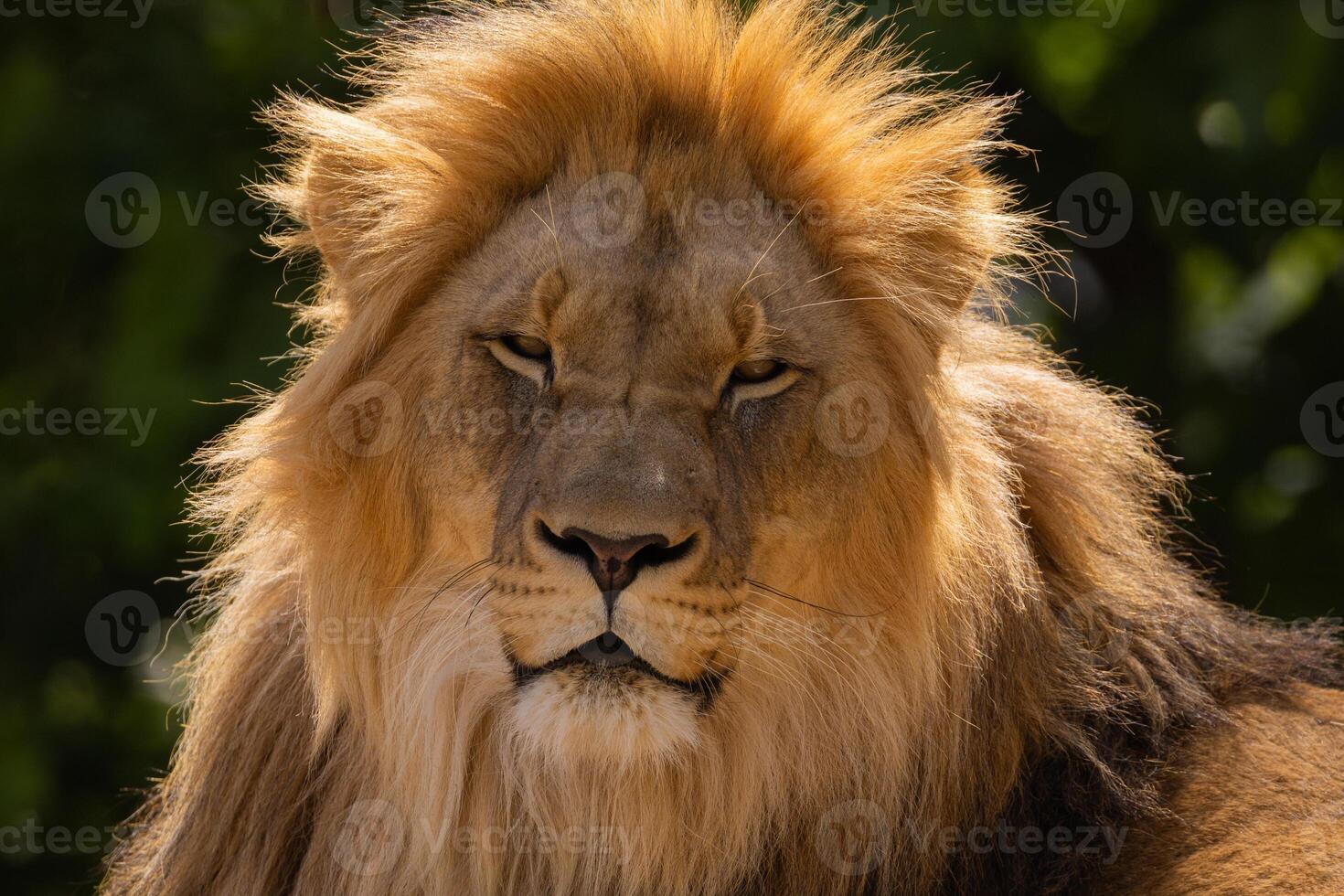 lion's face. expression is calm and majestic, fine details of its fur features. photo