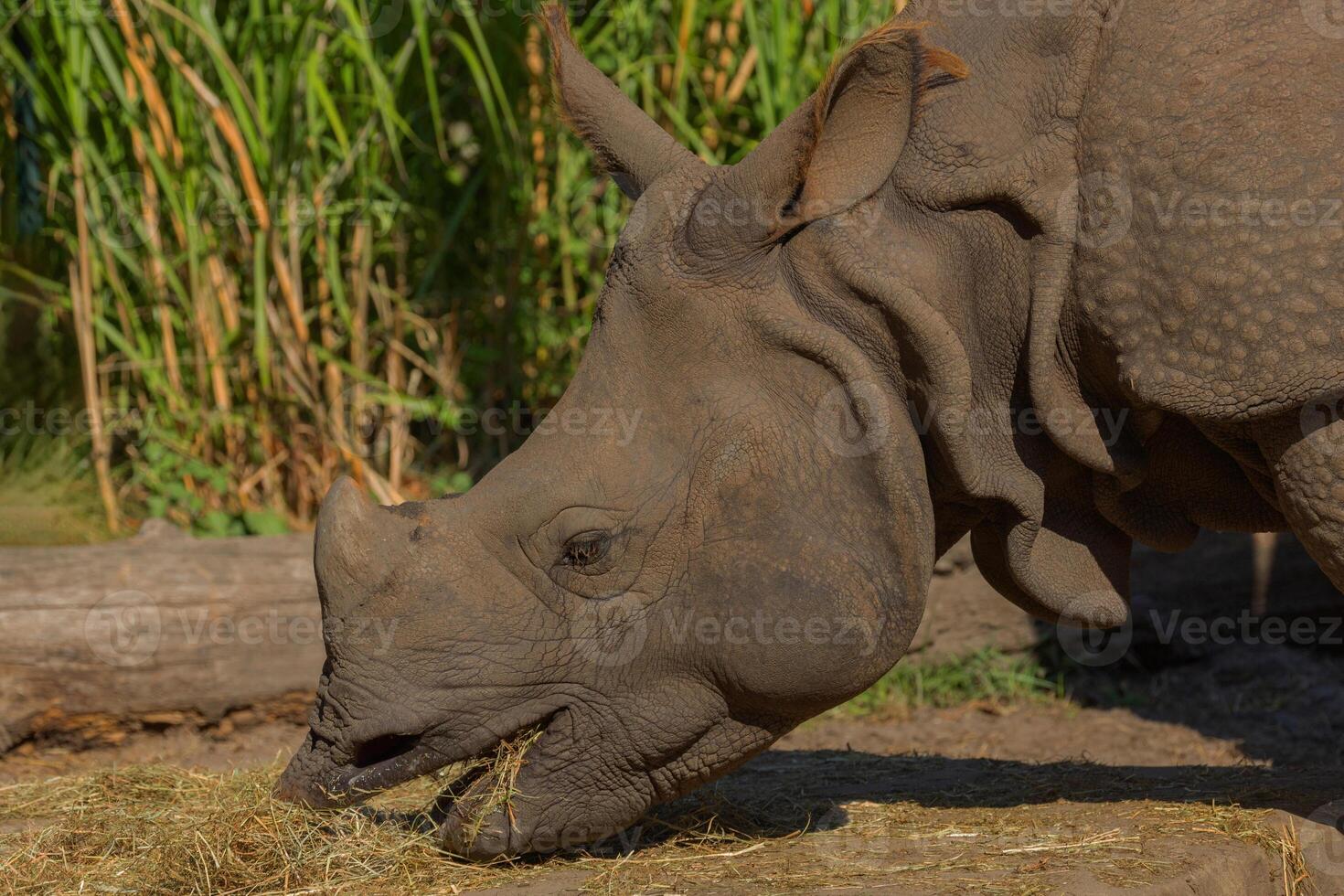 portrait of an adult rhinoceros on a sunny day in selective focus. photo