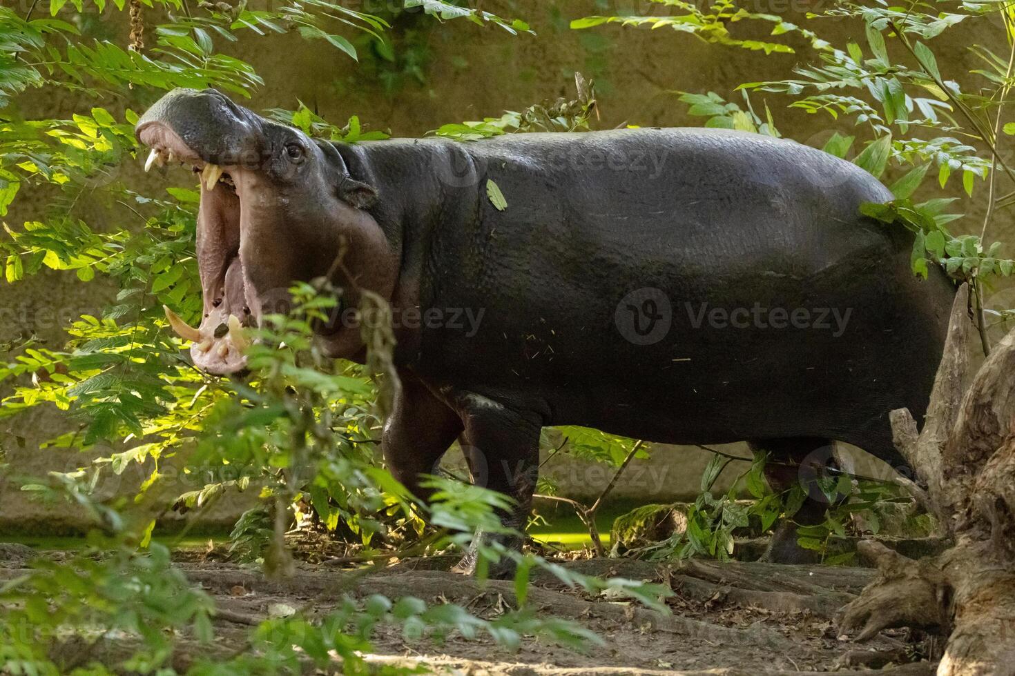 Pygmy hippopotamus Choeropsis liberiensis photo