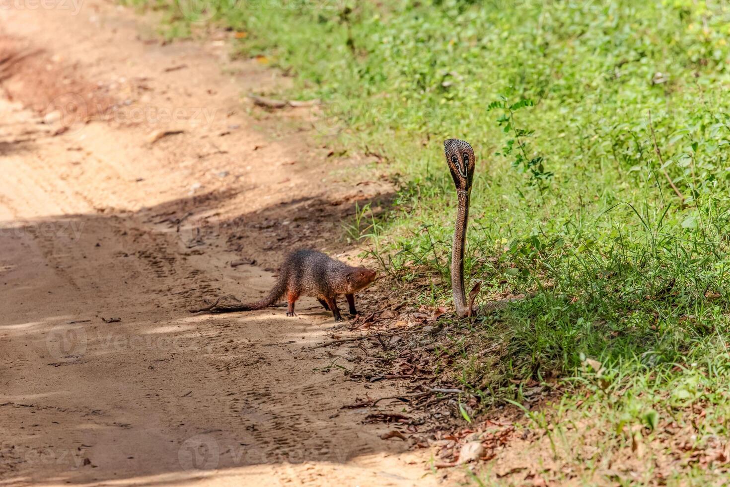 mongoose fights with an aggressive cobra in the wild photo