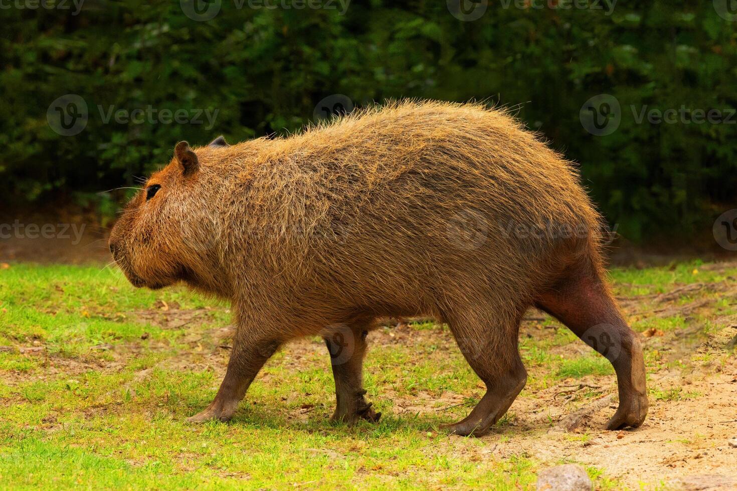 Capybara Kapibara Hydrochoerus hydrochaeris photo