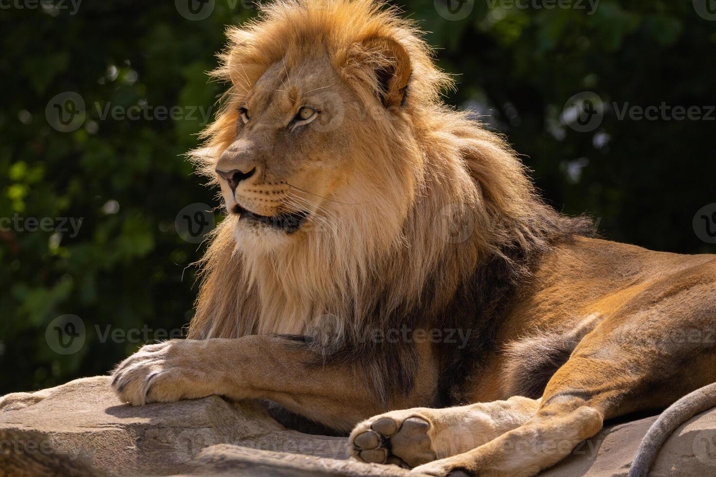 lion's face. expression is calm and majestic, fine details of its fur features. photo