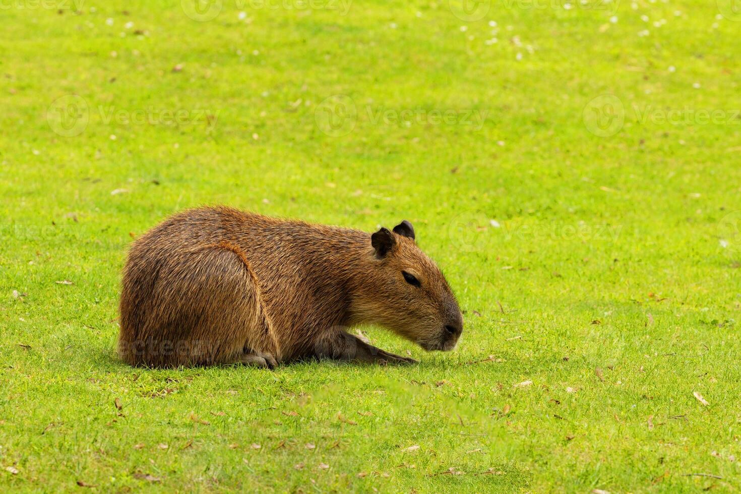 Capybara Kapibara Hydrochoerus hydrochaeris photo