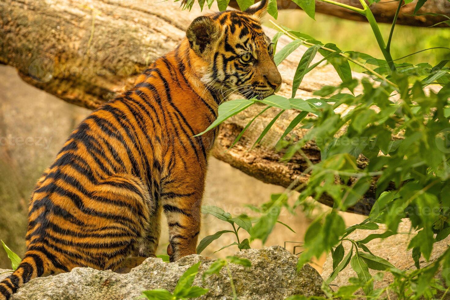 Tiger cubs playing with his mother,sumatra tiger Panthera tigris photo