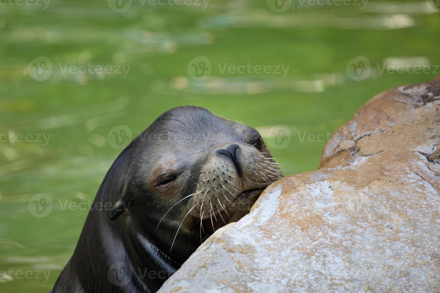 fur seal on the shore, selective focus photo
