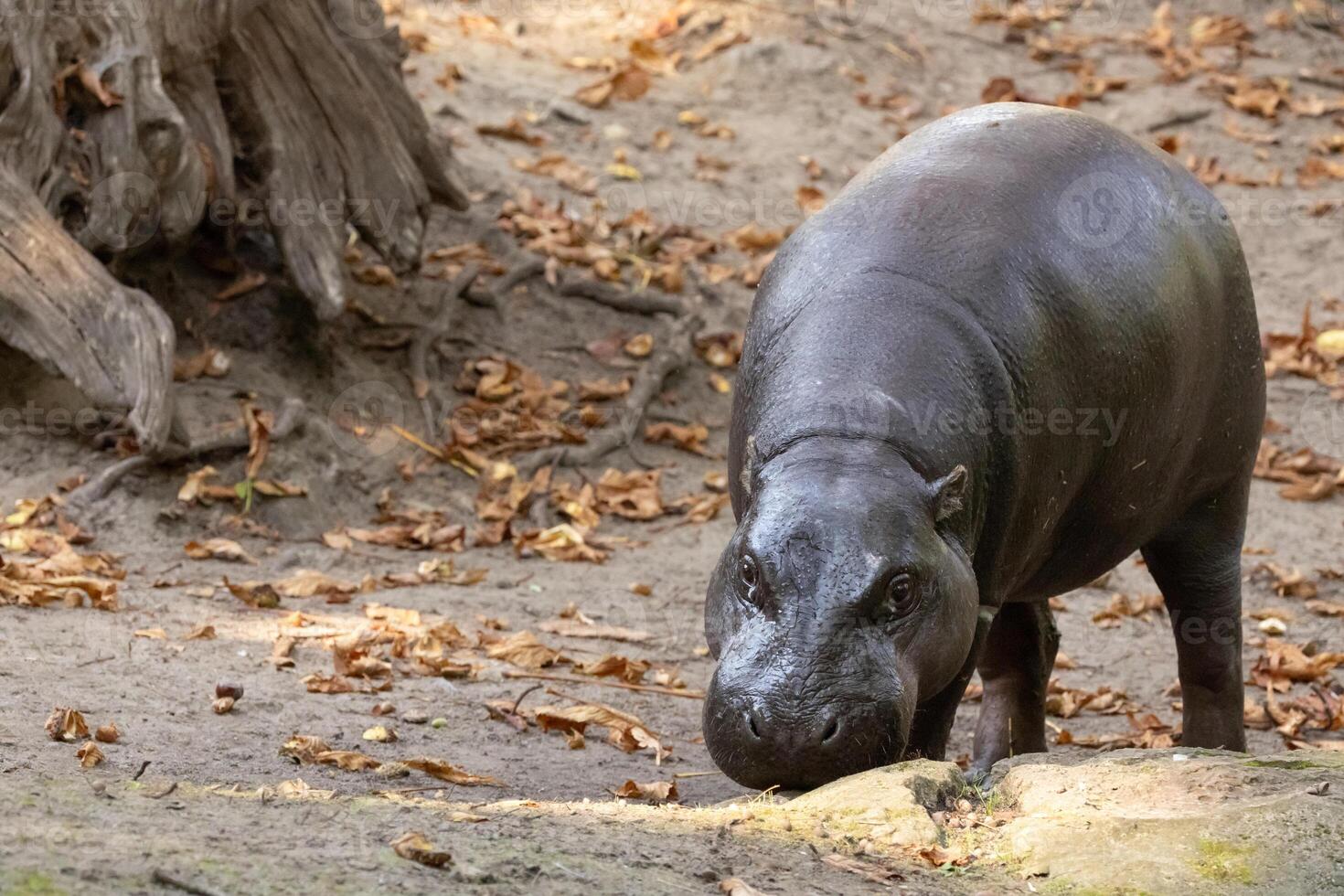 Pygmy hippopotamus Choeropsis liberiensis photo