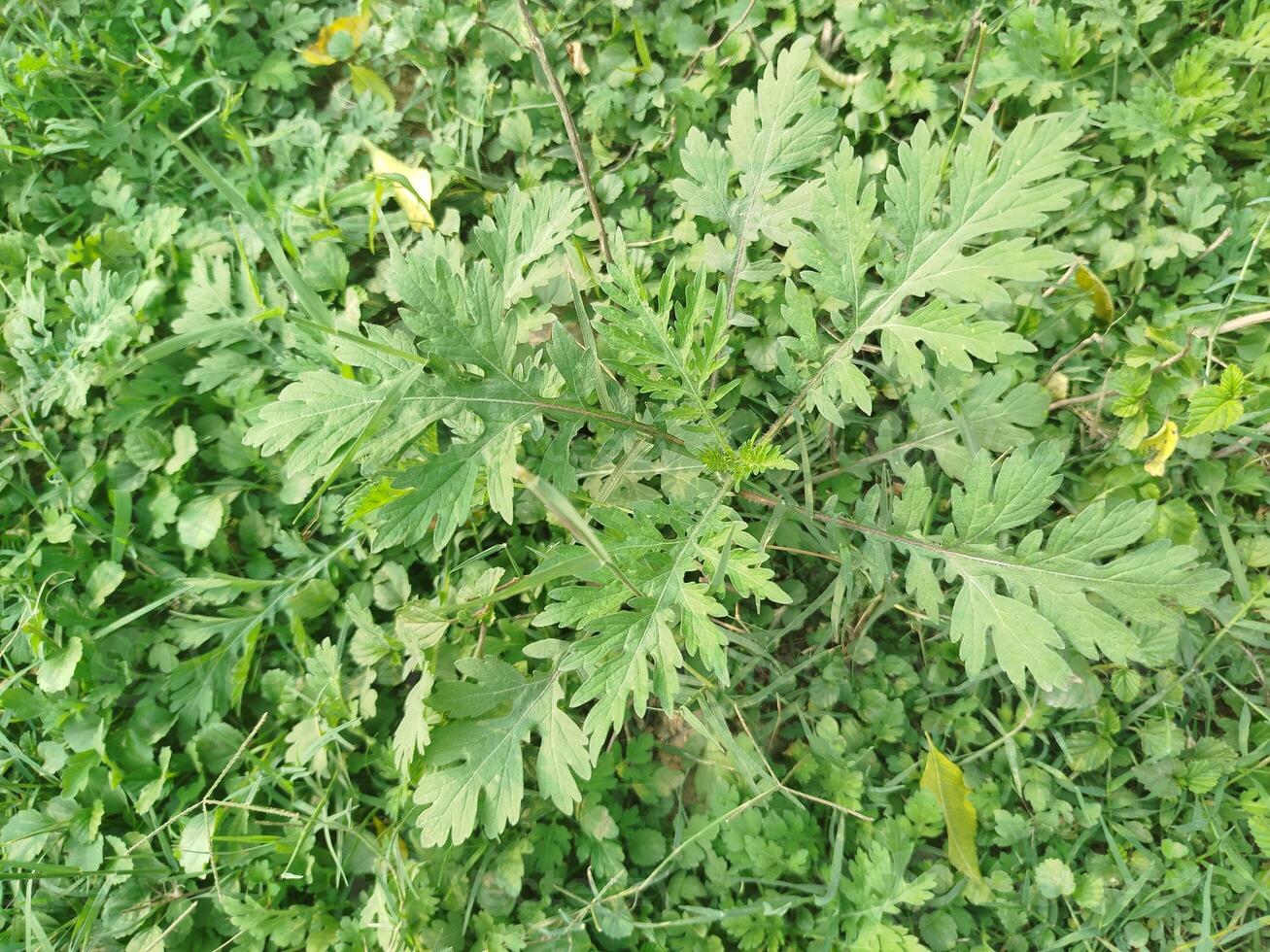 green leaves of a plant, green lettuce in the garden, green leaves in the garden photo