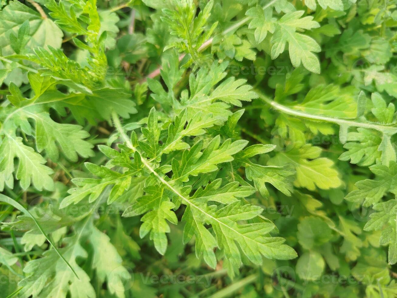parsley, close up of parsley photo