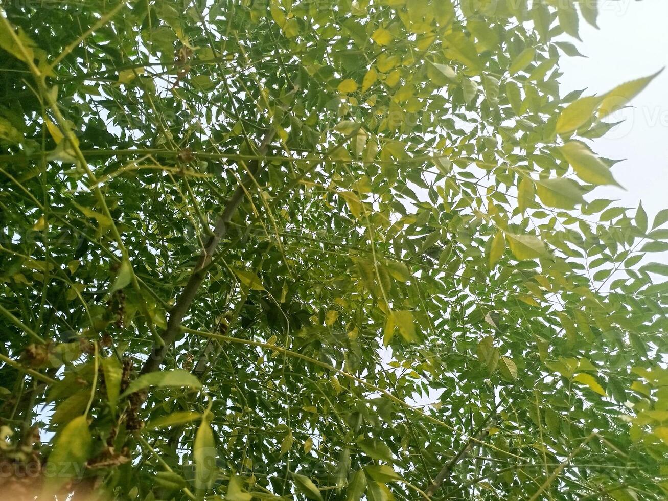 close up of a green tree, close up of a tree, green leaves on a tree photo