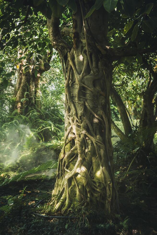 Big tree with root in a green forest. photo