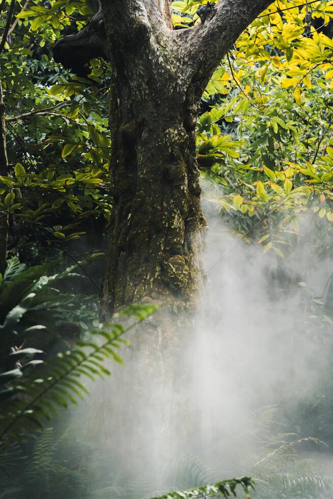 Big tree with root in a green forest. photo