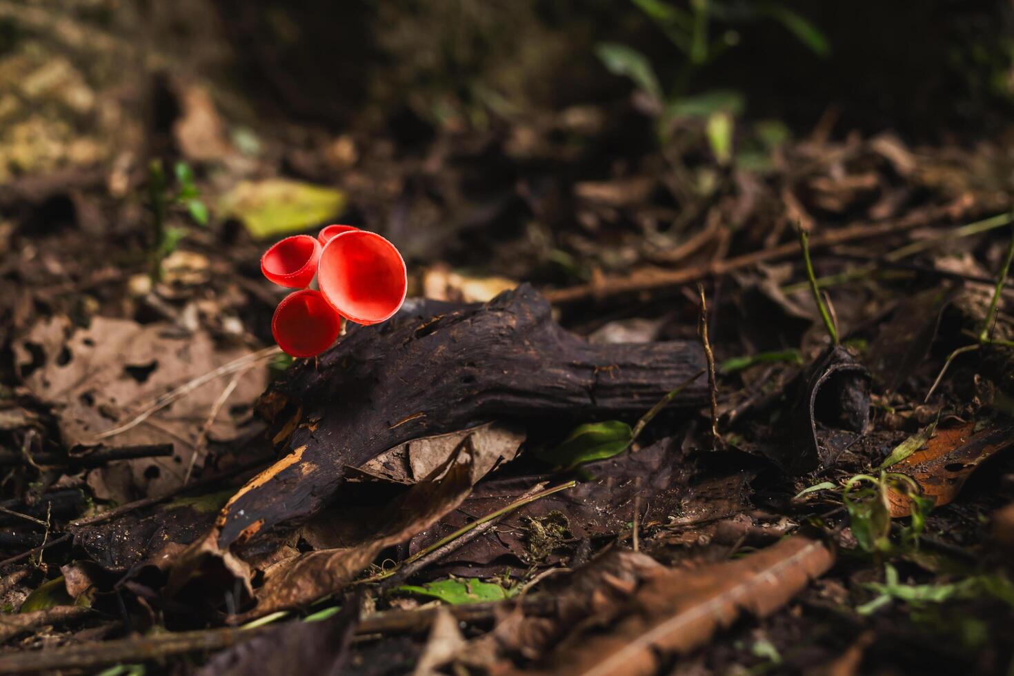 Beautiful colorful champagne mushrooms in the forest. photo
