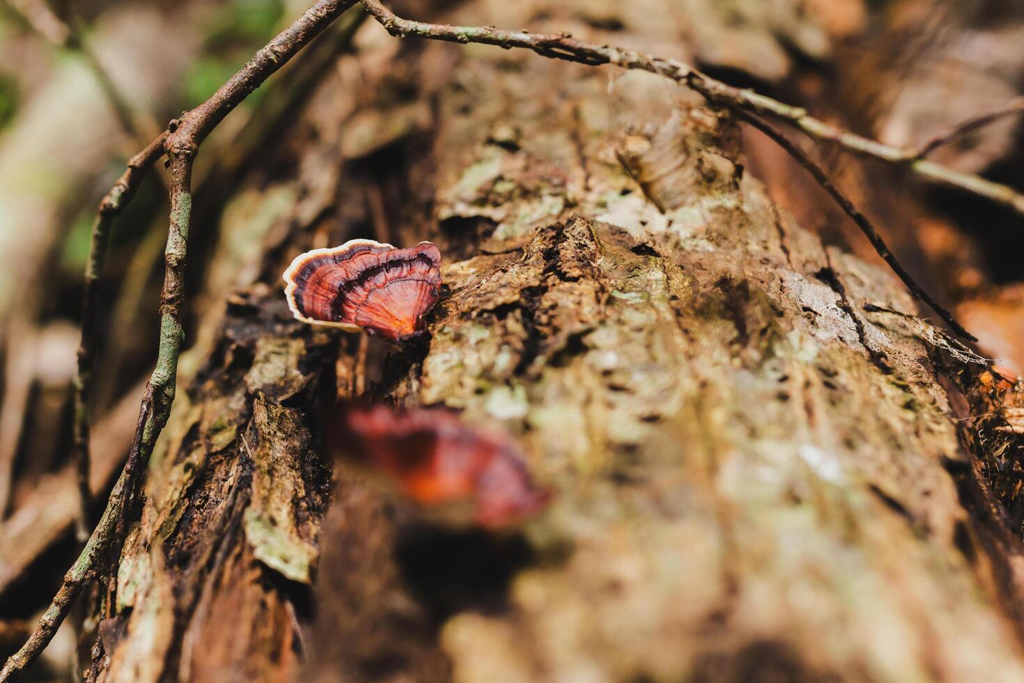 Beautiful small red turkey tail mushroom in autumn forest. photo