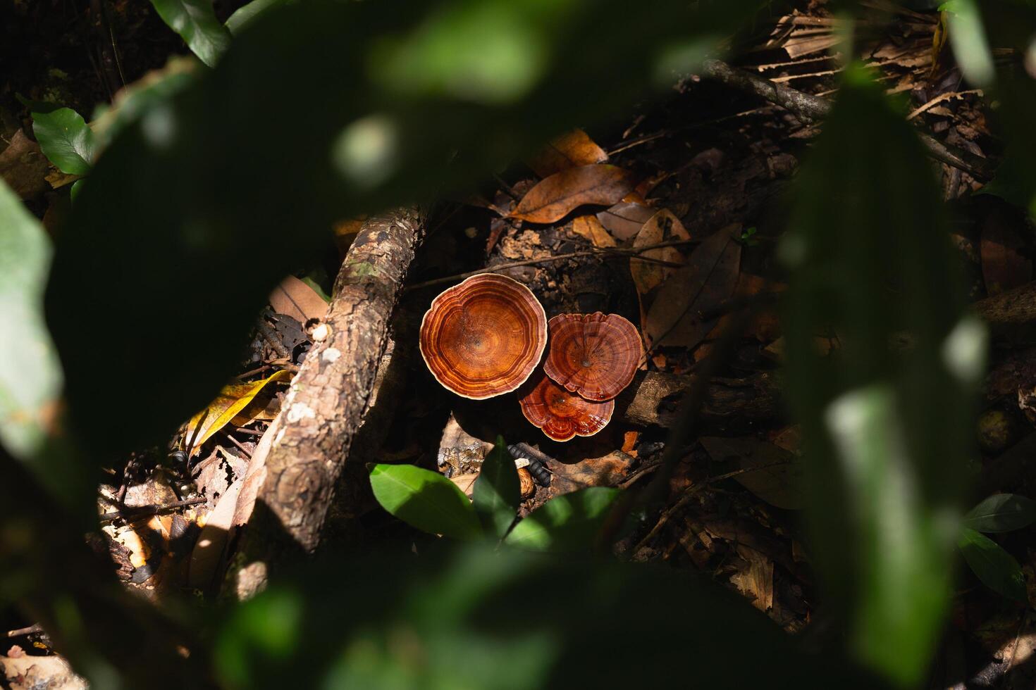Top view of beautiful red turkey tail mushroom in forest. photo