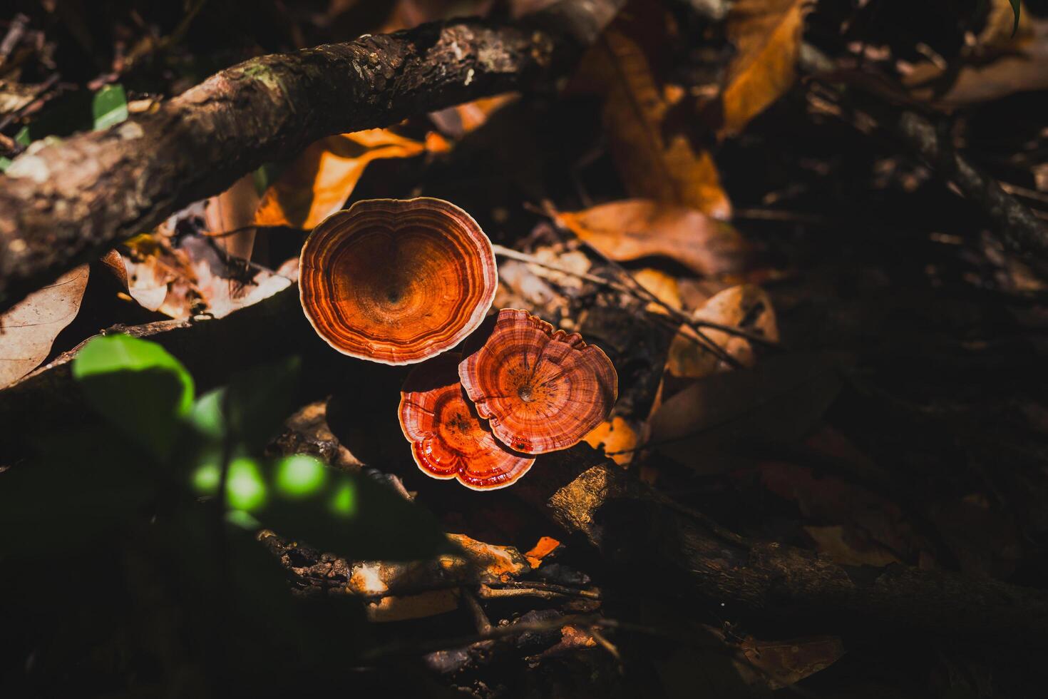 Top view of brown turkey tail mushroom on a forest ground. photo