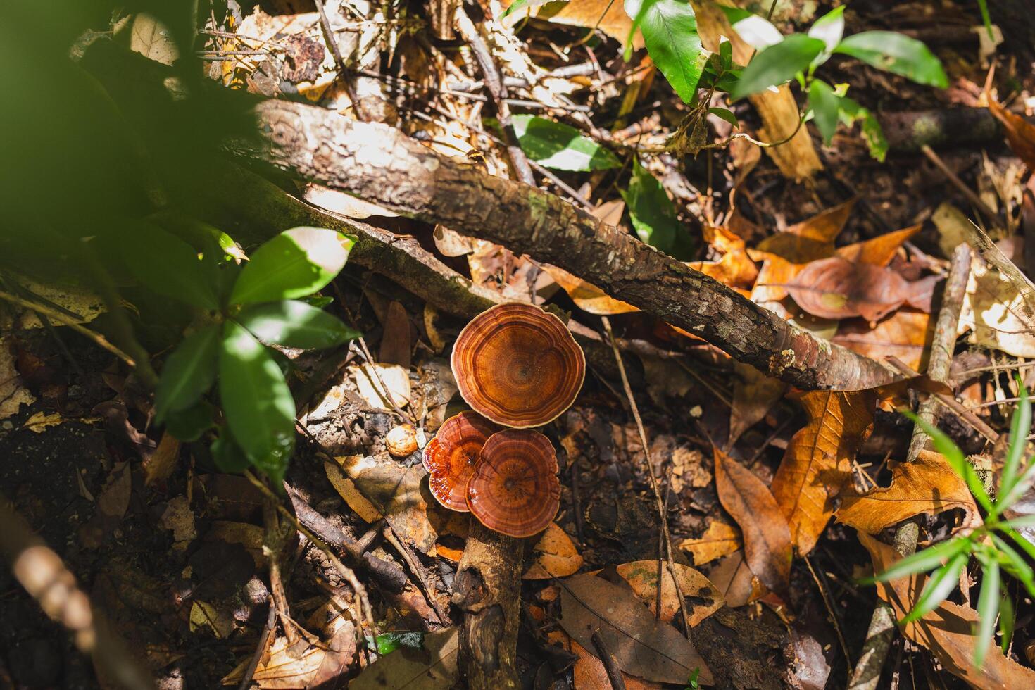 Top view of beautiful red turkey tail mushroom in forest. photo