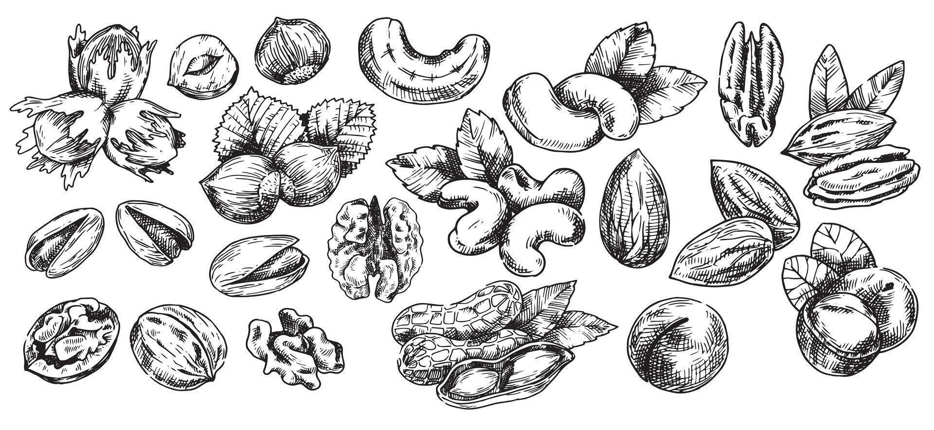 set of nuts, illustration in sketch style. walnut, pecan, hazelnut, cashew, peanut, almond, macadamia vector