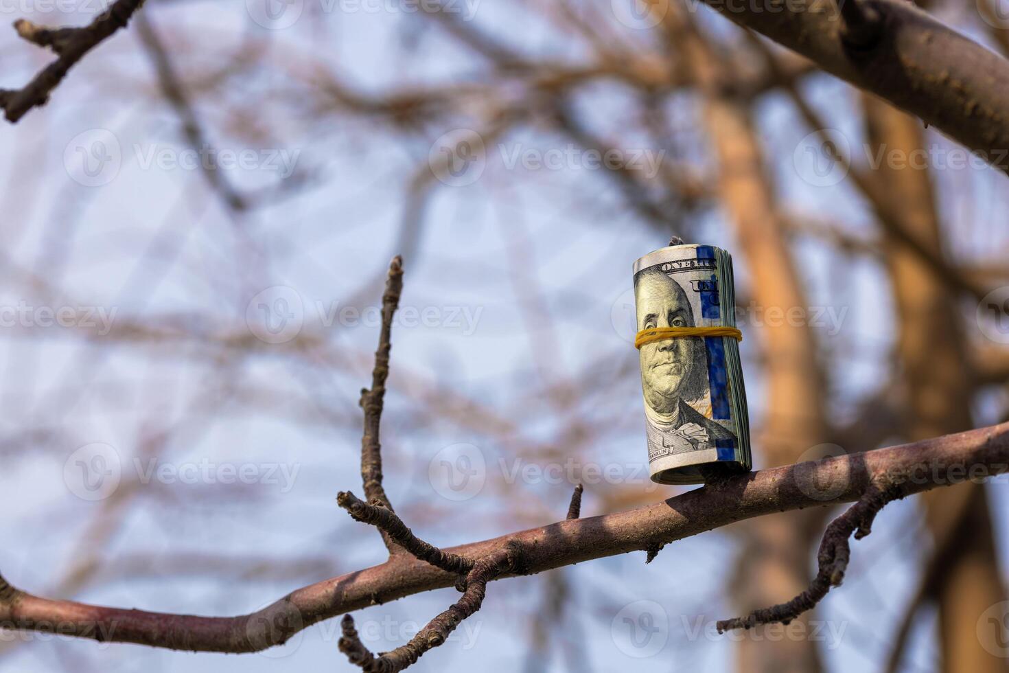 roll of us dollars hanging on a tree branch photo
