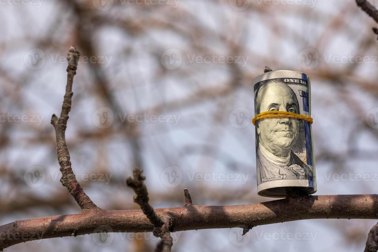 roll of us dollars hanging on a tree branch photo