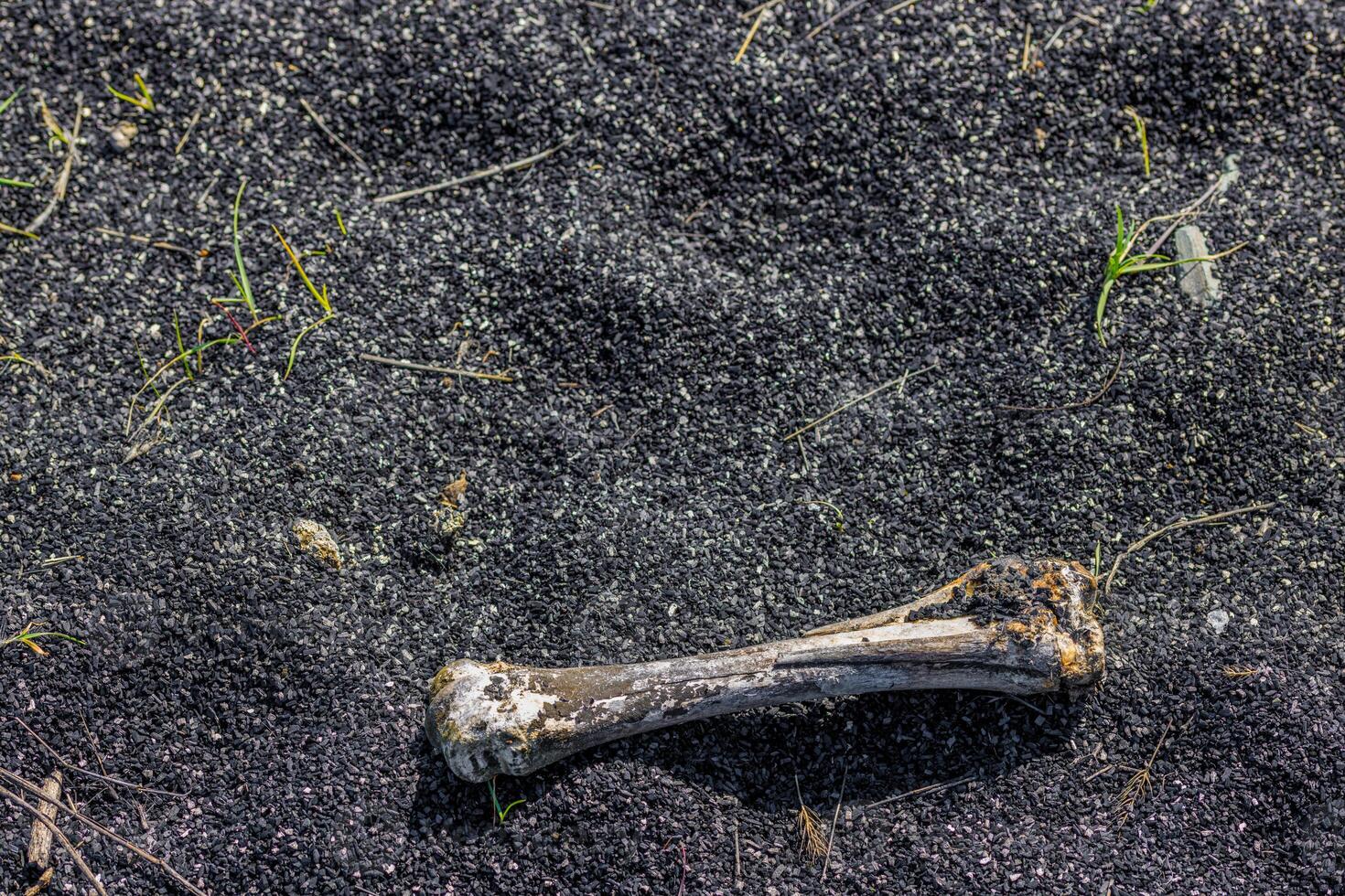 bone laid on black sand or ashes surface under direct sun light photo