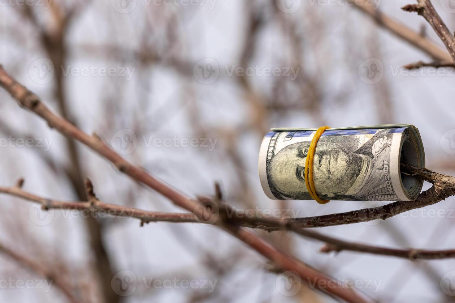 roll of us dollars hanging on a tree branch photo