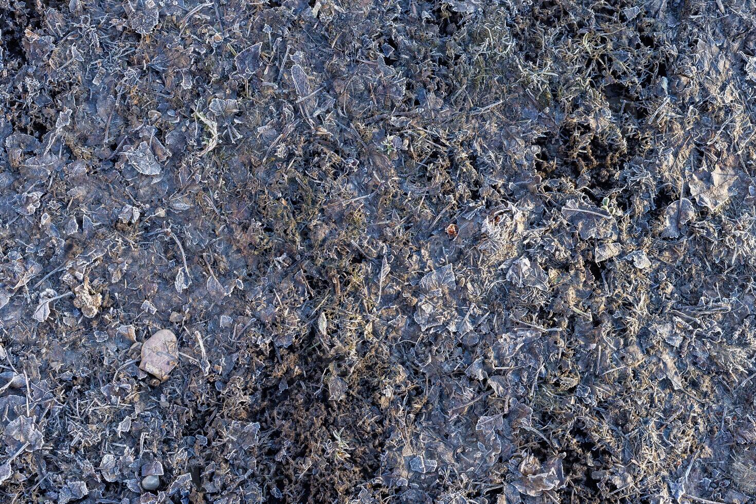 last years autumn leaves covered with frost photo