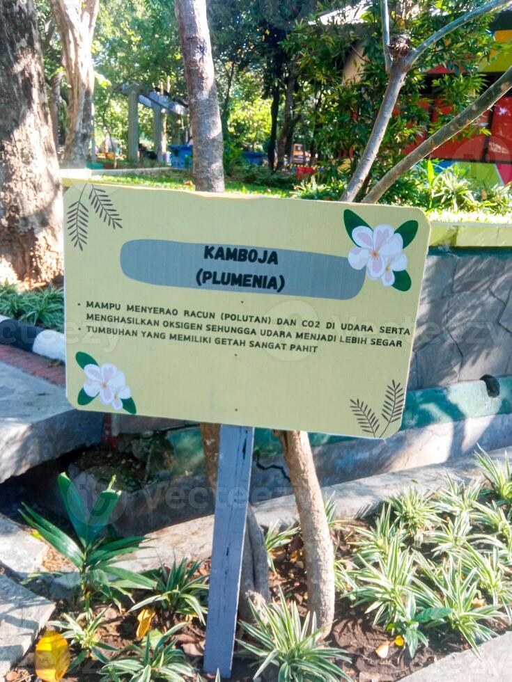 an information board in a park explaining information about frangipani flowers photo