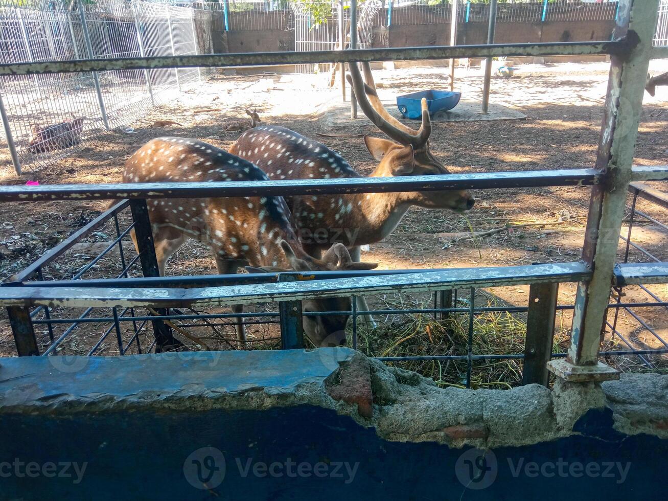 a spotted deer is eating at the zoo photo