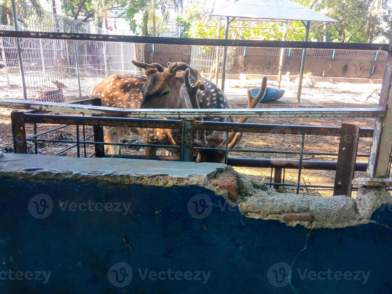 a spotted deer is eating at the zoo photo