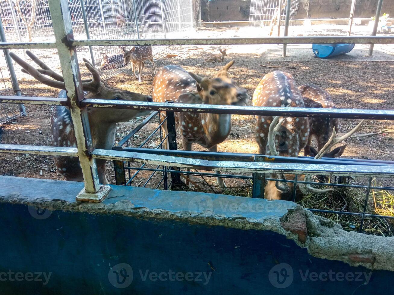 a spotted deer is eating at the zoo photo