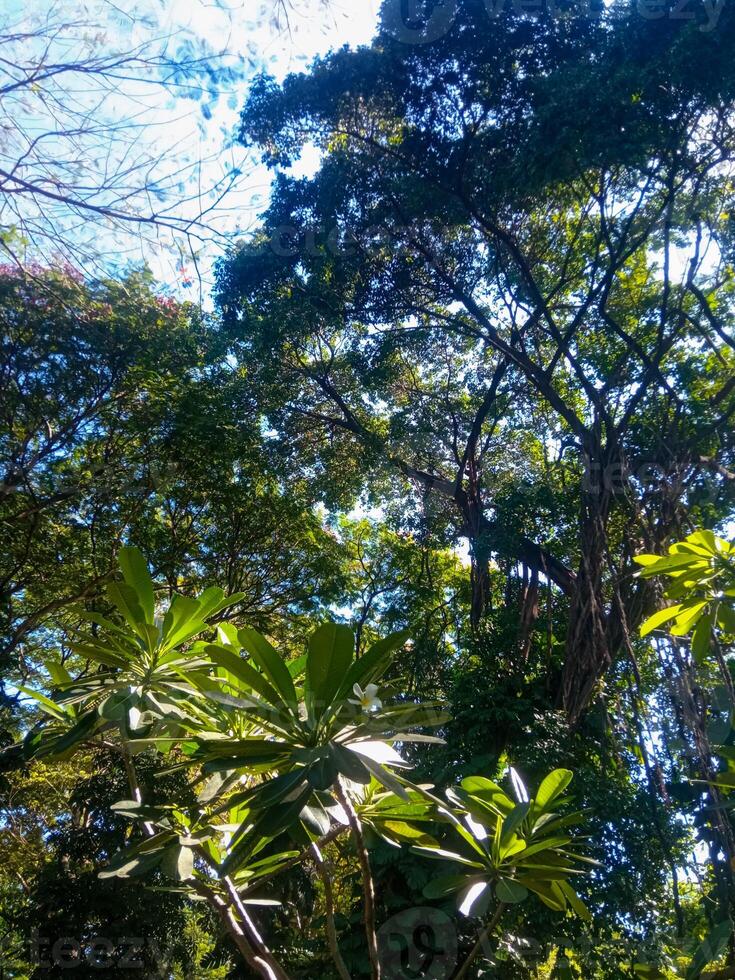 bright blue clouds with lush foliage photo
