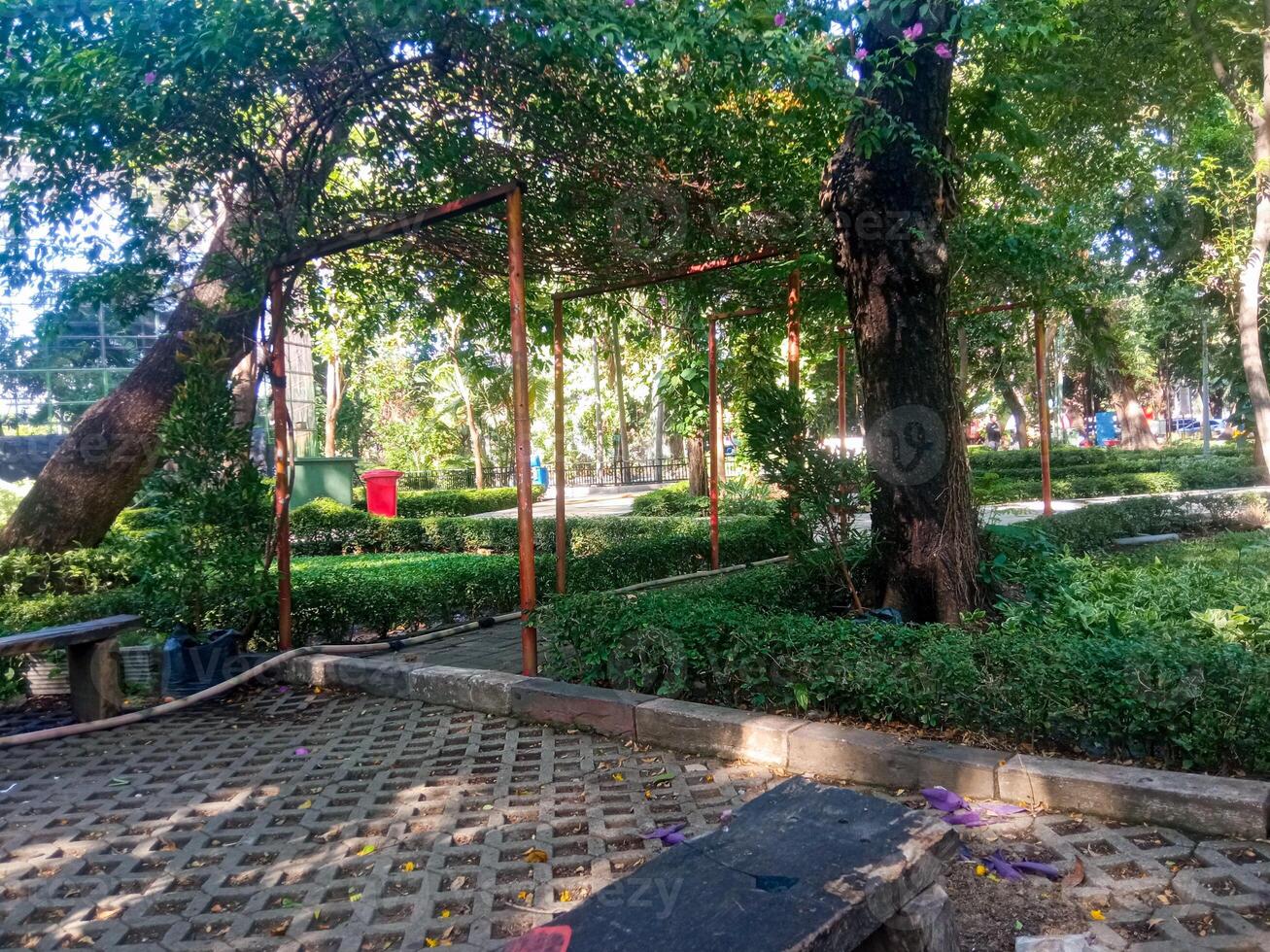 cool natural atmosphere in a park photo