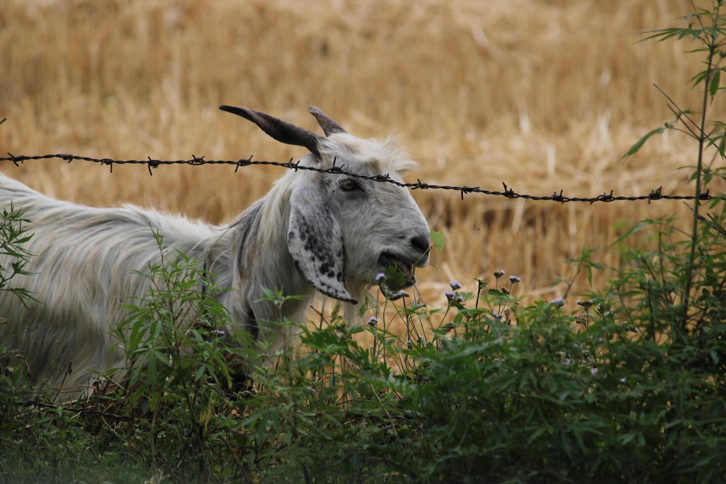 Dutch Landrace Goat in a Field photo