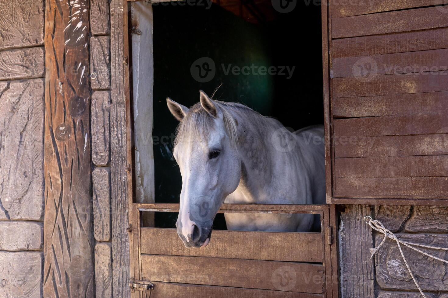 A white horse peering out from its rustic stable at dawn in a tranquil countryside setting photo