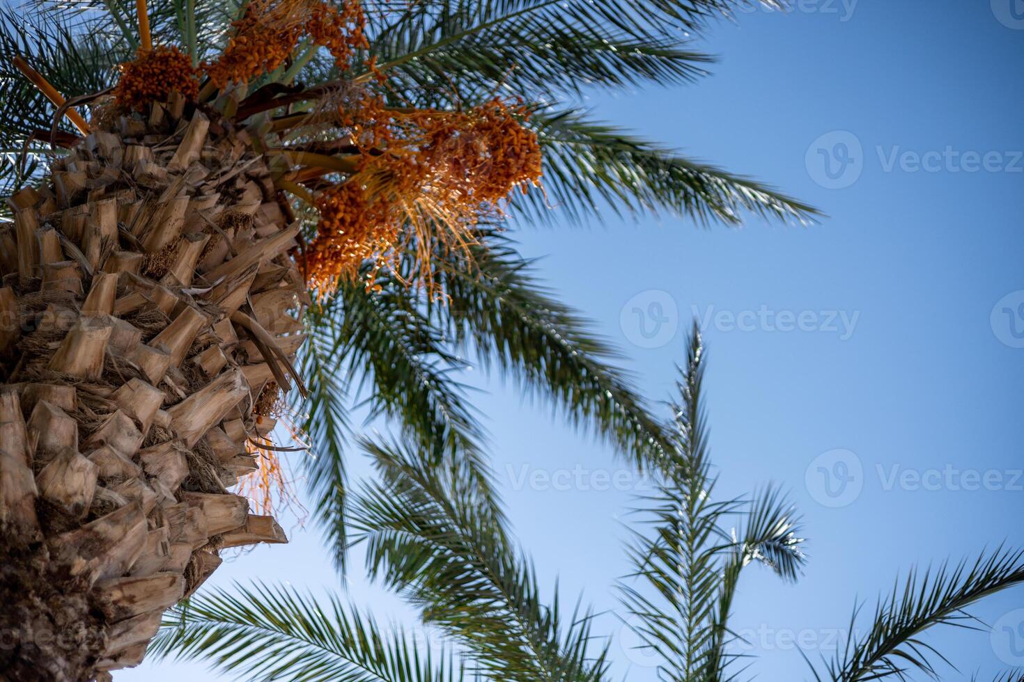 Tall palm trees under a clear blue sky with vibrant orange fruit in a sunny setting photo