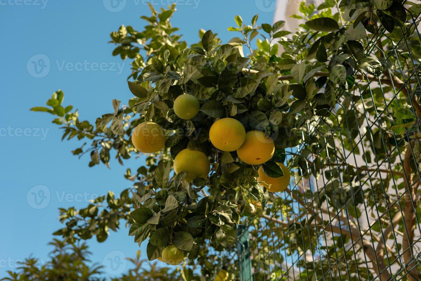 A vibrant citrus tree laden with fruit growing along a fence in a sunny coastal area photo