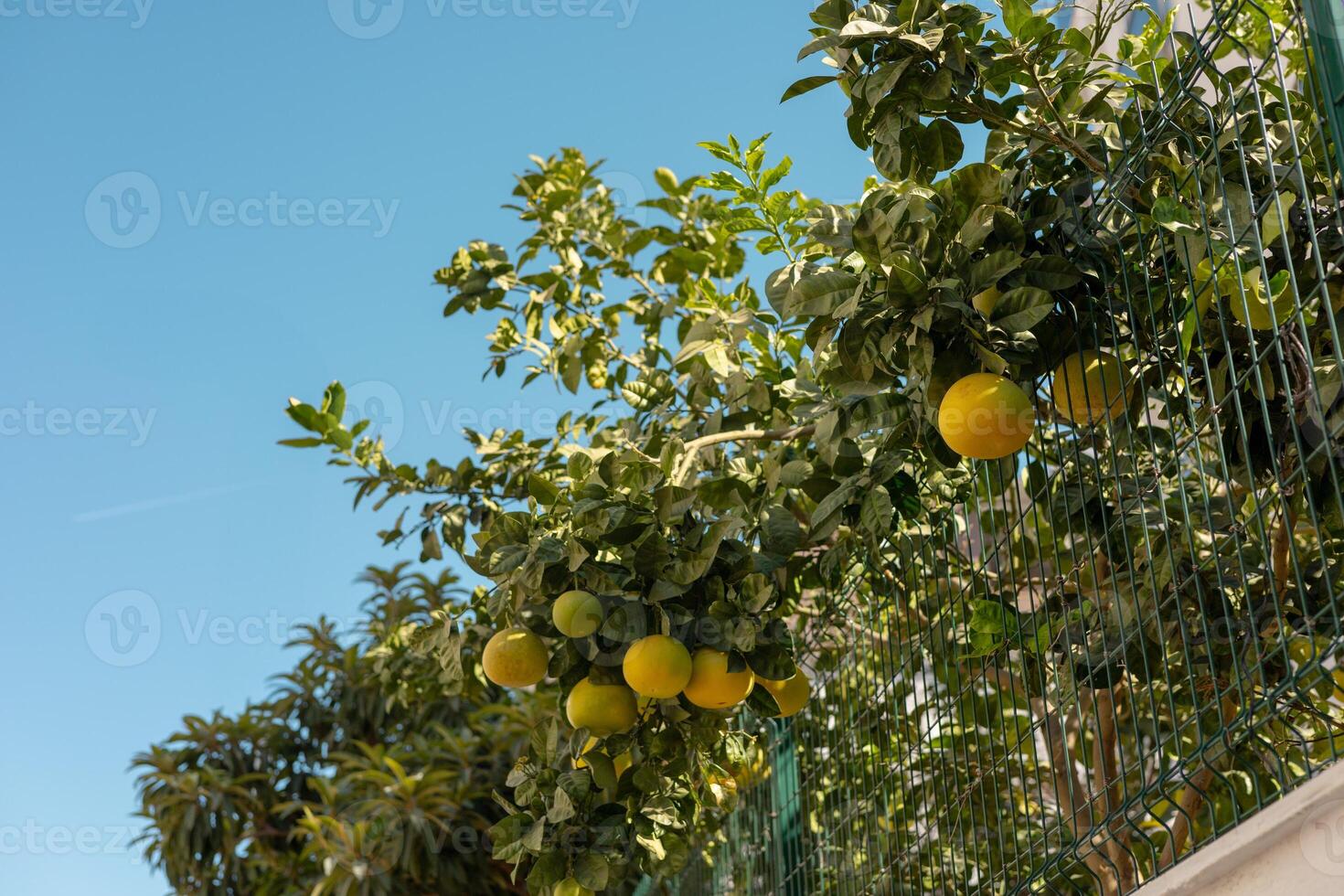 A vibrant citrus tree laden with fruit growing along a fence in a sunny coastal area photo