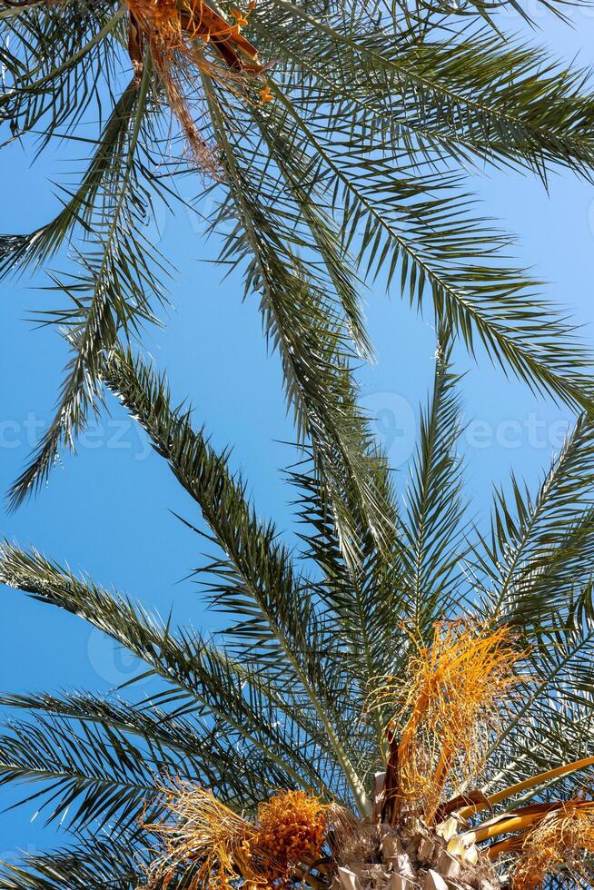 Tall palm trees under a clear blue sky with vibrant orange fruit in a sunny setting photo