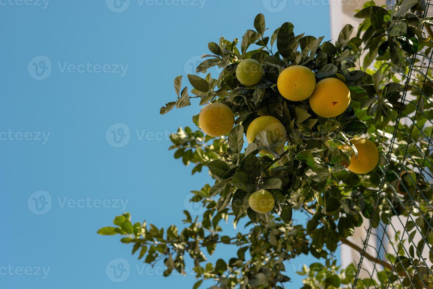 A vibrant citrus tree laden with fruit growing along a fence in a sunny coastal area photo