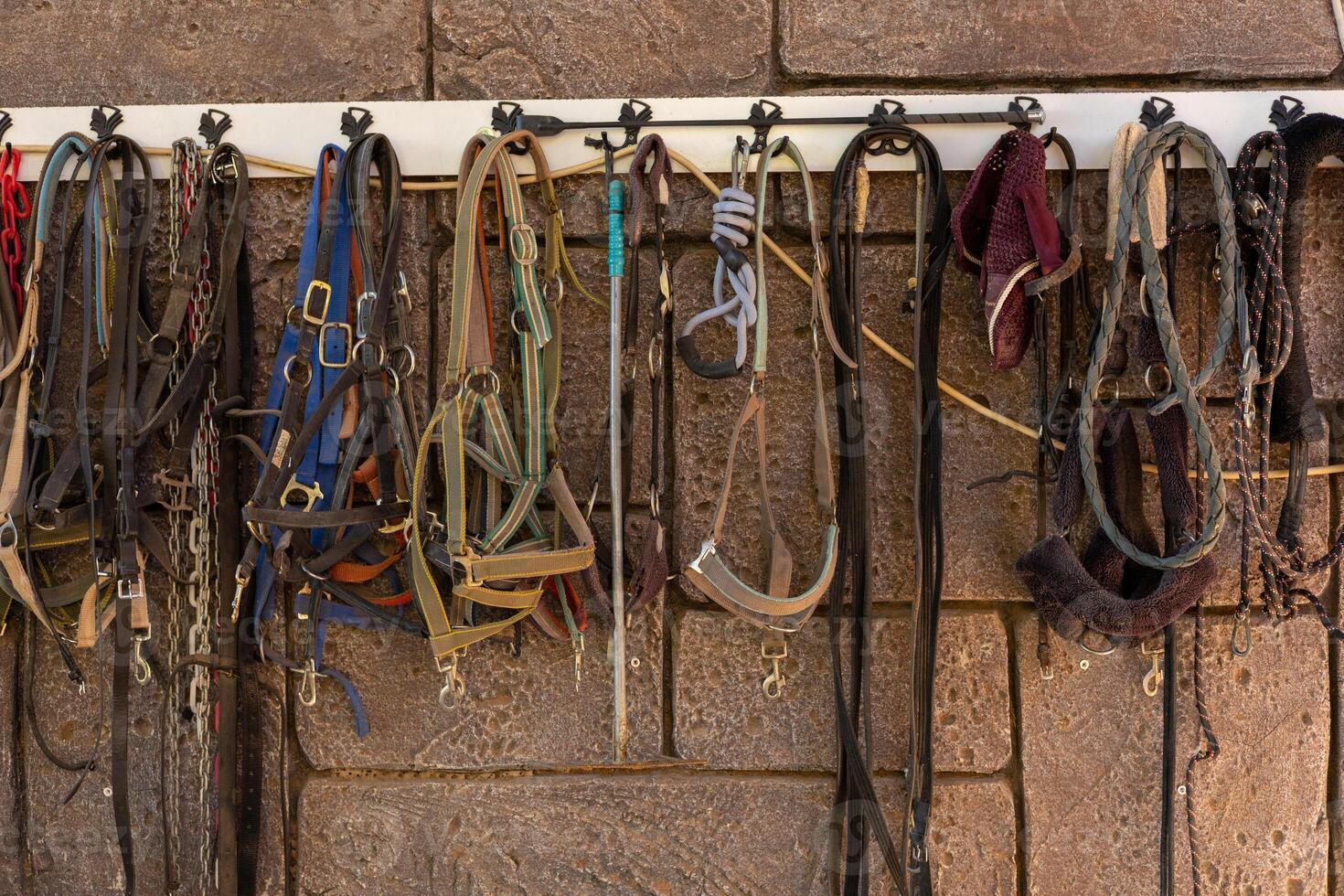 A collection of various horse halters and leads organized on a wall in a stable photo