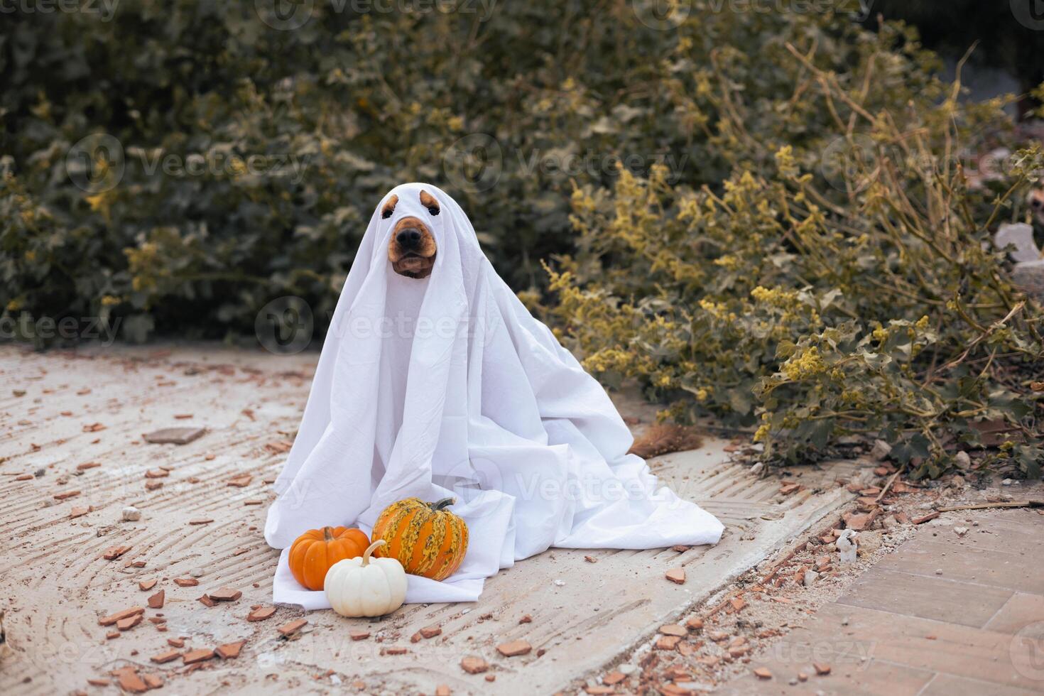 A playful dog dressed as a ghost sits among pumpkins during a fall celebration photo